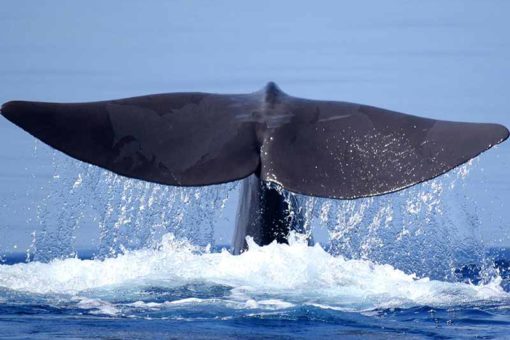 Capodeolo Filicudi Wildlife Conservation