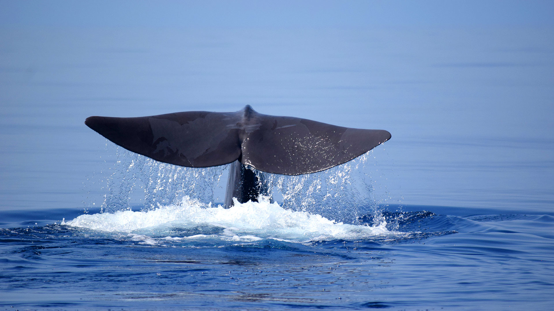 Filicudi Wildlife Conservation Capodogli