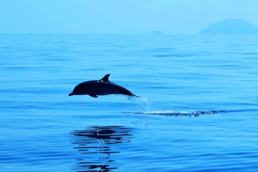 Filicudi Wildlife Conservation