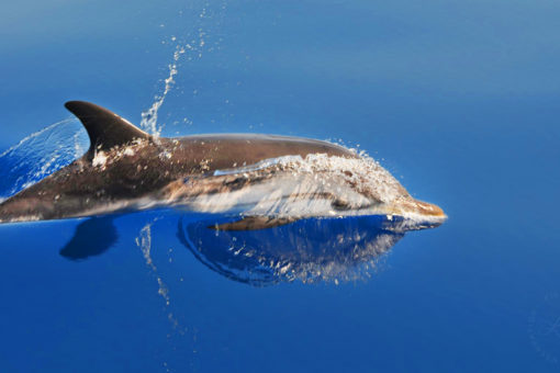 Filicudi Wildlife Conservation