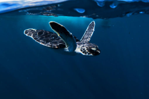 Filicudi Wildlife Conservation