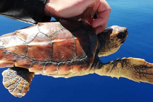 Tartanet Filicudi Wildlife Conservation