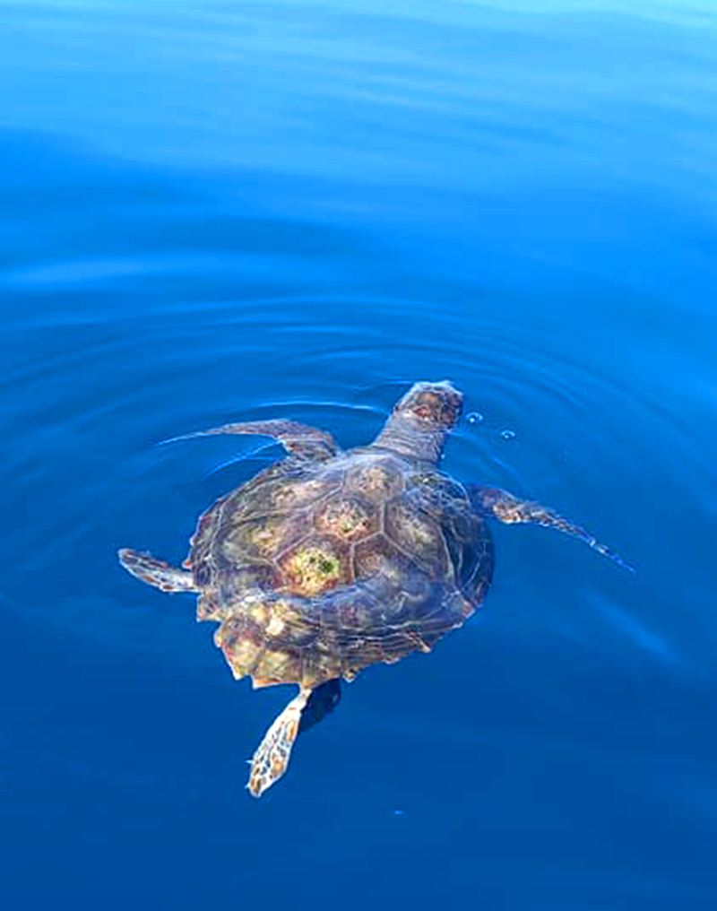 caretta caretta