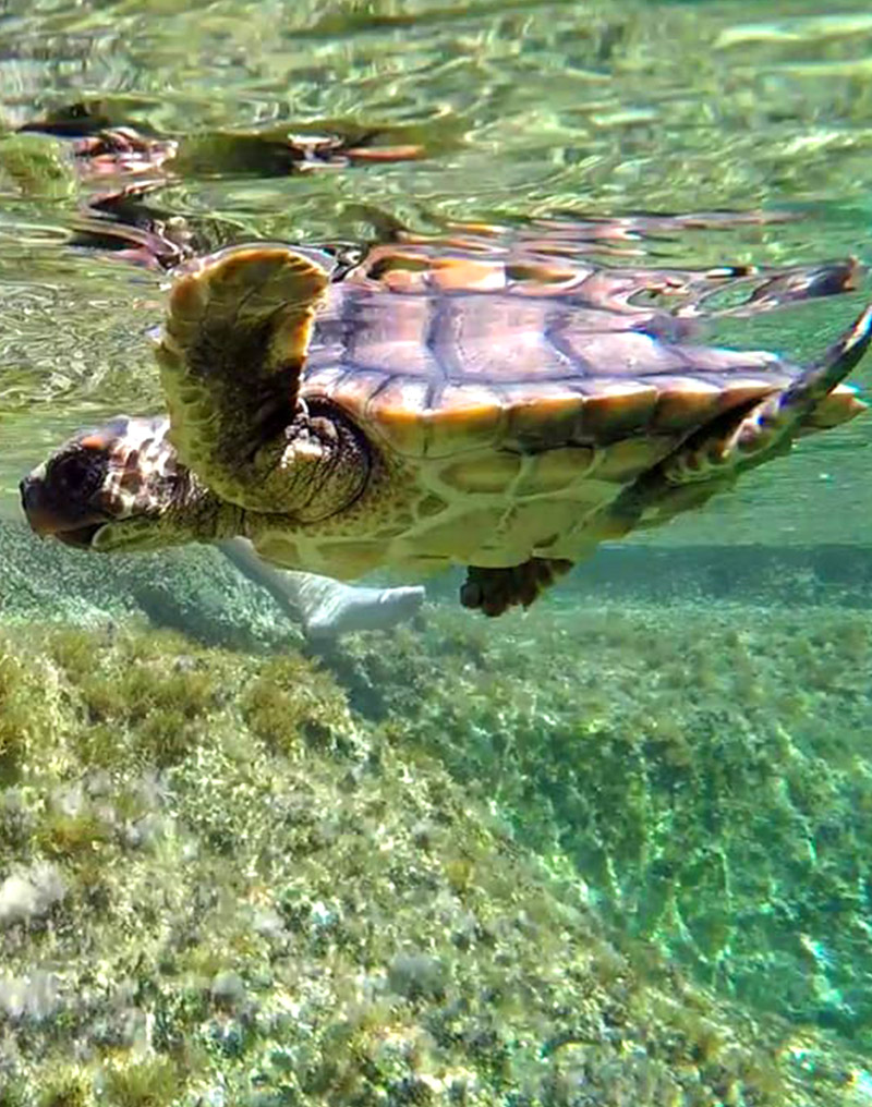 caretta caretta
