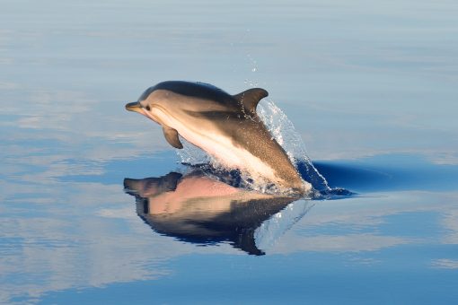 dolphin