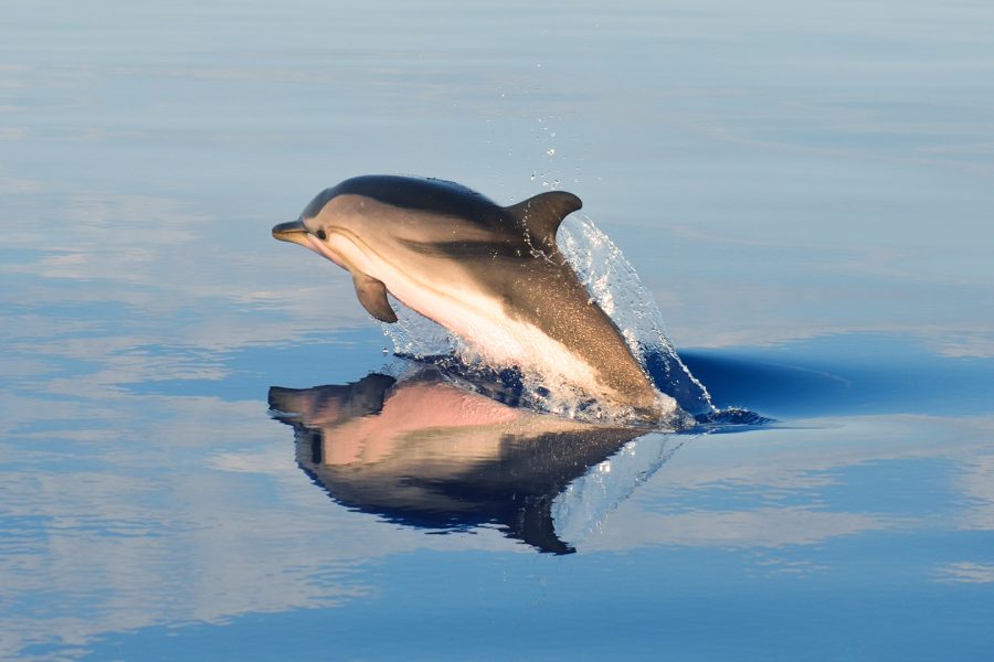 dolphin