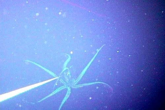 Filicudi Wildlife Conservation Calamaro Gigante