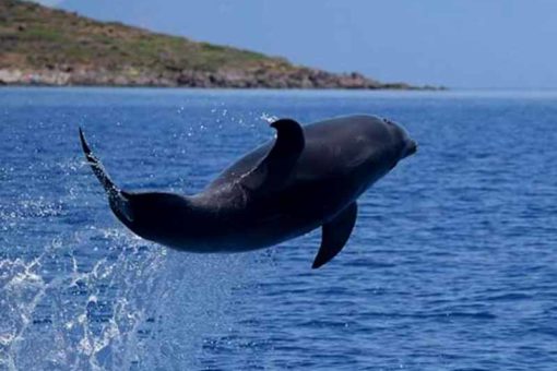 LifeDelfi Filicudi Wildlife Conservation