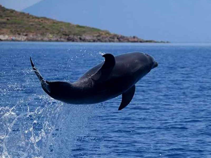 LifeDelfi Filicudi Wildlife Conservation