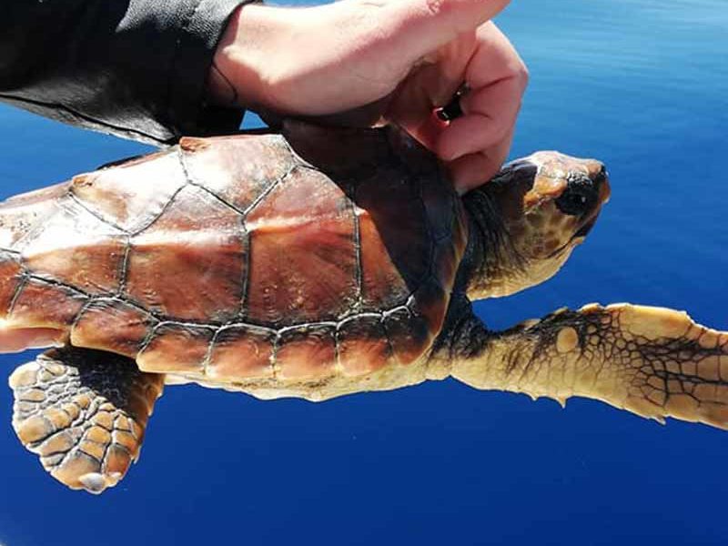 Tartanet Filicudi Wildlife Conservation